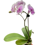 Orchid 'Light Pink Phalaenopsis'