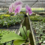 Orchid 'Light Pink Phalaenopsis'