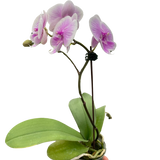 Orchid 'Light Pink Phalaenopsis'