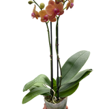 Orchid 'Orange Phalaenopsis'