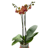 Orchid 'Orange Phalaenopsis'