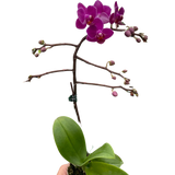Orchid 'Purple Fucshia Phalaenopsis'