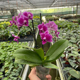 Orchid 'Purple Spotted Phalaenopsis'