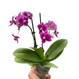 Orchid 'Purple Spotted Phalaenopsis'