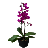 Orchid 'Purple Phalaenopsis'