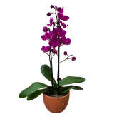 Orchid 'Purple Phalaenopsis'