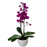 Orchid 'Purple Phalaenopsis'