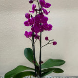 Orchid 'Purple Phalaenopsis'