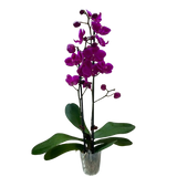Orchid 'Purple Phalaenopsis'