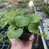 Pilea 'Crinkle'