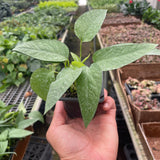 Pothos 'Cebu Blue'