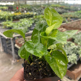 Pothos 'Global Green'
