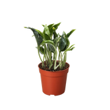 Pothos 'Shangri La'