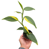 Scindapsus 'Coriaceus'