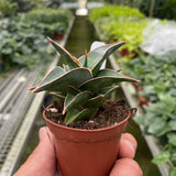 Snake 'Lavranos'