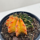 Succulent Cactus Color Ball