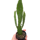 Cactus de tuna colgante