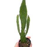 Drooping Prickly Pear Cactus