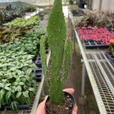 Cactus de tuna colgante