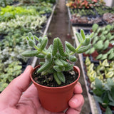 Delosperma echinatum 'Pickle Plant'