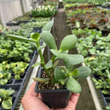Succulent Crassula 'Jade'