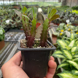 Succulent Euphorbia 'Trigona Rubra'