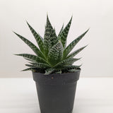 Succulent Gasteria Durban