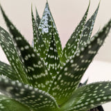 Succulent Gasteria Durban