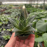 Succulent Gasteria Durban