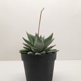 Succulent Haworthia Miami