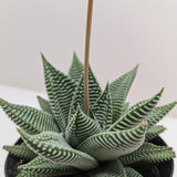 Succulent Haworthia Miami