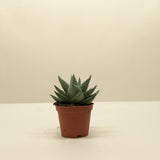 Succulent Haworthia Savanna