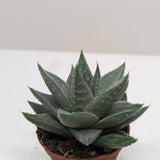 Succulent Haworthia Savanna