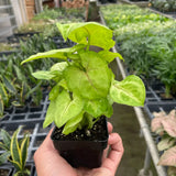 Syngonium Gold -  4" Pot
