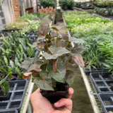 Syngonium Merry