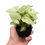Syngonium 'Moonshine'