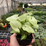 Syngonium 'Moonshine'
