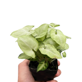 Syngonium 'Moonshine'