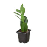 Zamioculcas Zamiifolia ZZ 