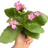 Kalanchoe 'Blossfeldiana'