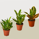 3 Croton Variety Pack / 4" Pot / Live Plant / House Plant