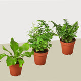 Paquete de 3 variedades de helechos - Plantas vivas - Maceta de 10 cm - Planta de interior