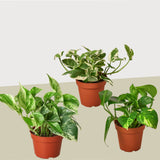 3 Pothos Variety Pack / 4" Pot / Live Plant / Home and Garden Plants