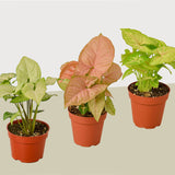 3 plantas diferentes de Syngonium - Arrowhead Plants / Maceta de 10 cm / Planta viva