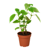 Pilea 'Moon Valley'