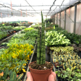 Snake Plant Cylindrica