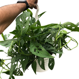 Monstera Adansonii 'Swiss Cheese'