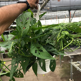Monstera Adansonii 'Swiss Cheese'