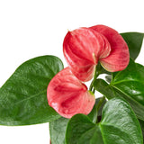 Anturio 'Rosa' 