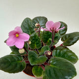 African Violet 'Pink'